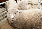 Сколько весит овца?