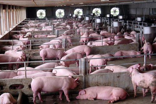 Рентабельность свиноводства
