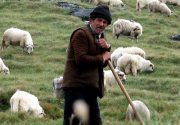 Пасти овец