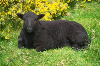 Овца черная