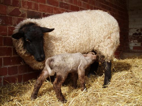 Беременность овцы