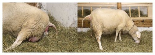 Беременность овцы