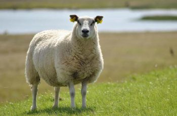 Эстроз овец