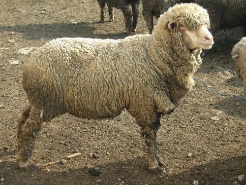Порода тонкорунных овец