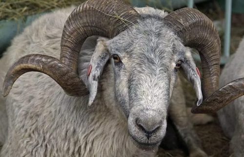 Случка овец