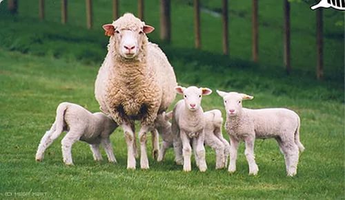 Молочные породы овец