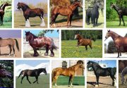 Породы лошадей