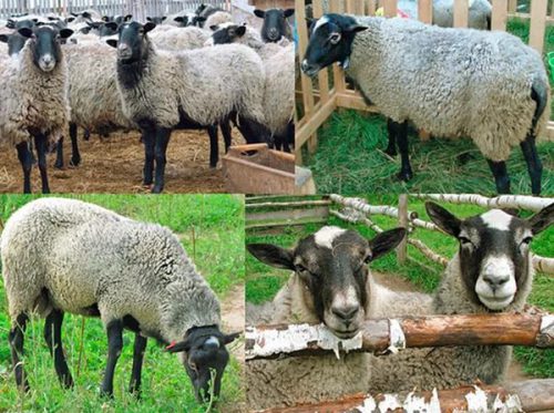 Биологические особенности овец