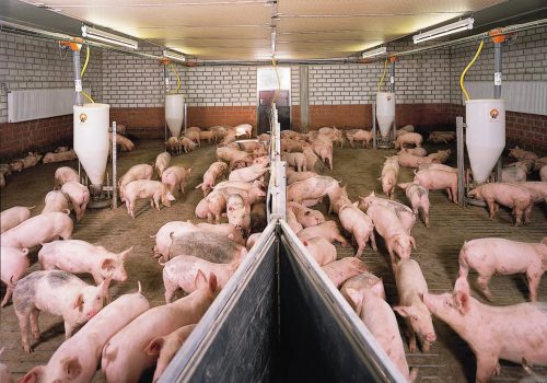 Особенности разведения свиноводства