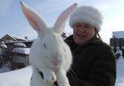 Кролиководство в Сибири