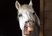 Лошади зубы