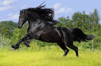 Самая быстрая лошадь в мире