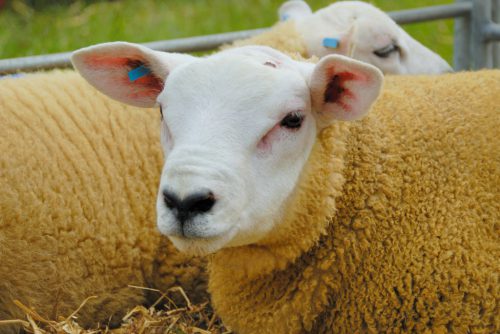 Тексель - порода овец