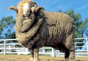 Самая распространенная порода овец в Австралии