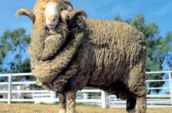 Самая распространенная порода овец в Австралии