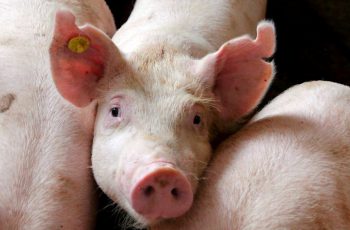 Особенности разведения свиноводства