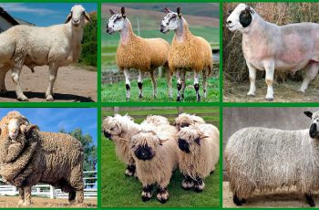 Мясные породы овец
