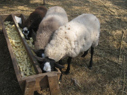 Кормушки для овец