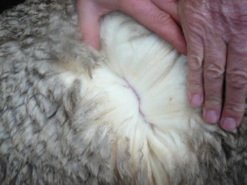 Как называется шерсть овцы?