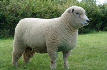 Родоначальник домашней овцы