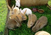 Кролиководство в домашних условиях