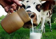 Где находится молоко у коровы?