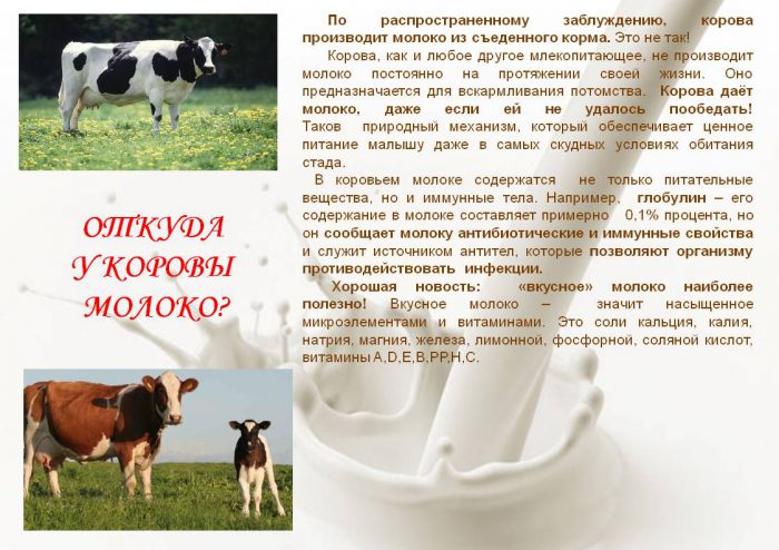 Как корова дает молоко?