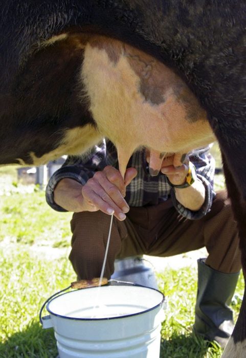 Почему молоко у коровы горчит?