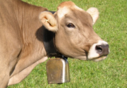 Как лечить корову?