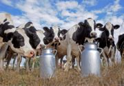 Как повысить удой молока у коровы в домашних условиях?