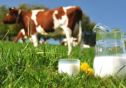 Как повысить жирность молока у коровы?
