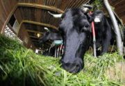 Контроль полноценности кормления лактирующих коров