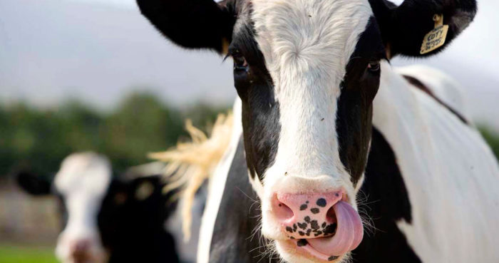 Лечение кисты яичников у коров