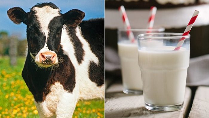 Корова резко сбавила молоко