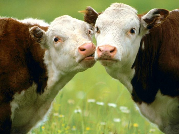 Трихомоноз у коров. Симптомы и лечение