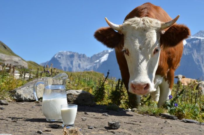 Сколько молока в день дает корова?