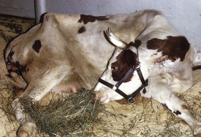 Послеродовые болезни у коров