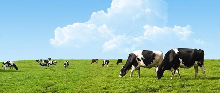 Как определить у коровы мастит?