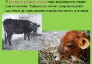Туберкулез у коров
