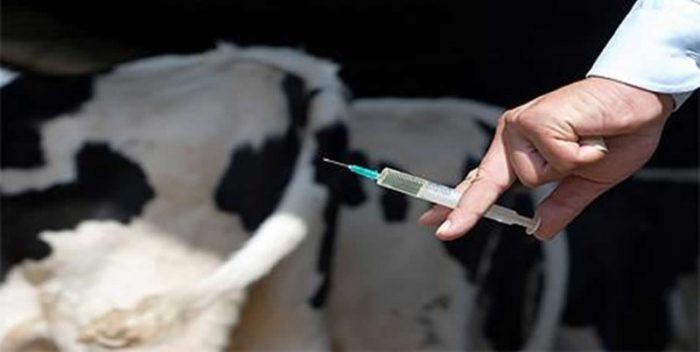 Вакцина против мастита коров