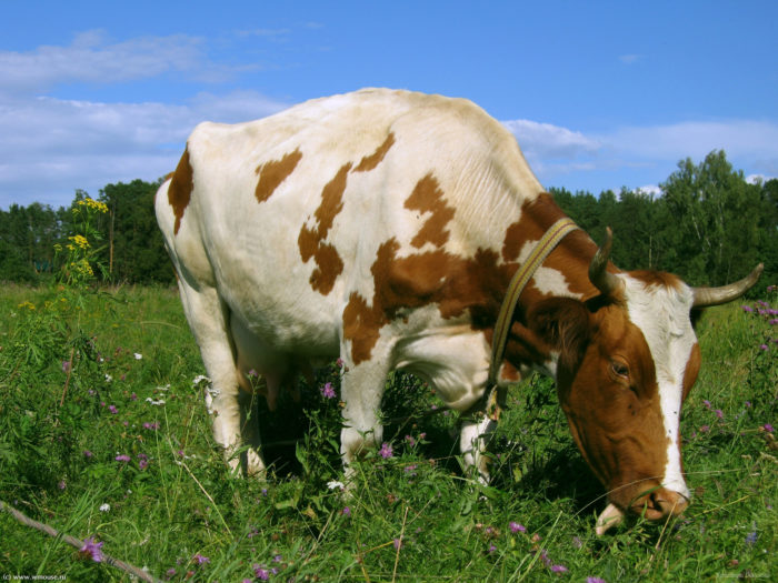 Как лечить корову?