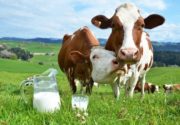 Почему молоко соленое у коровы?