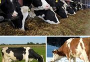 Организация кормления коров на фермах