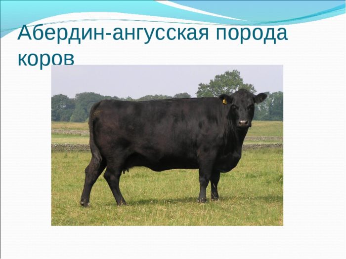 Корова без рогов
