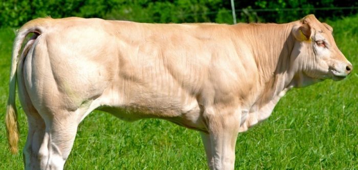 Аквитанская порода коров