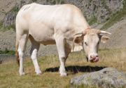 Аквитанская порода коров