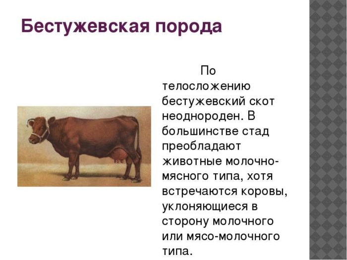 Бестужевская порода быков