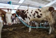 Доильный аппарат для коров на фермах