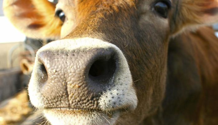 Особенности кормления высокопродуктивных коров