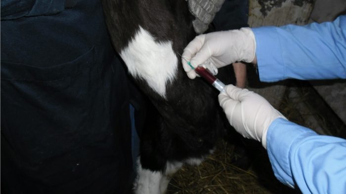 Анализ крови коровы